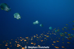 orbicular spadefish and anthias taken at shark reef ras m... by Stephan Kerkhofs 